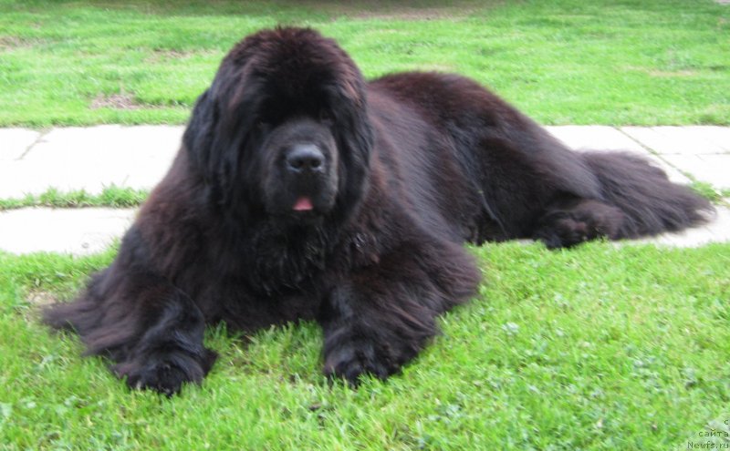 Фото: ньюфаундленд Cristalmar Cadeaux de Noel