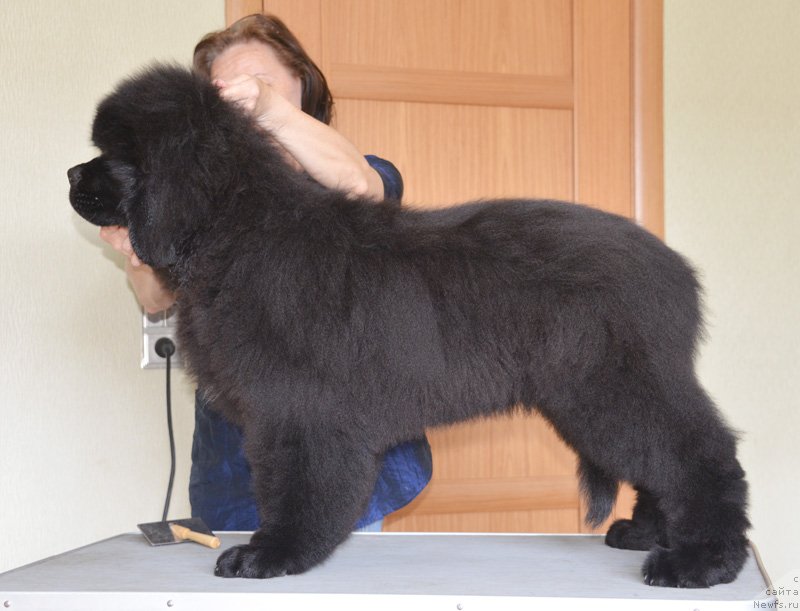 Фото: ньюфаундленд Бегущая по Волнам Елвис