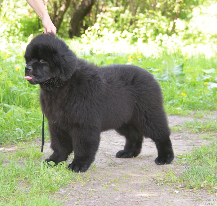 Фото: ньюфаундленд Бегущая по Волнам Елвис