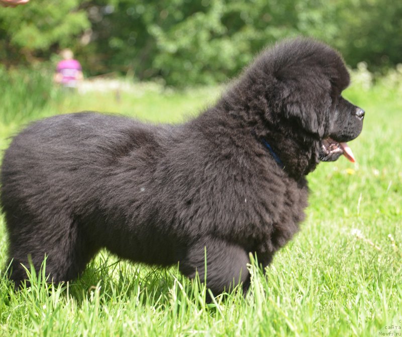 Фото: ньюфаундленд Бегущая по Волнам Елвис