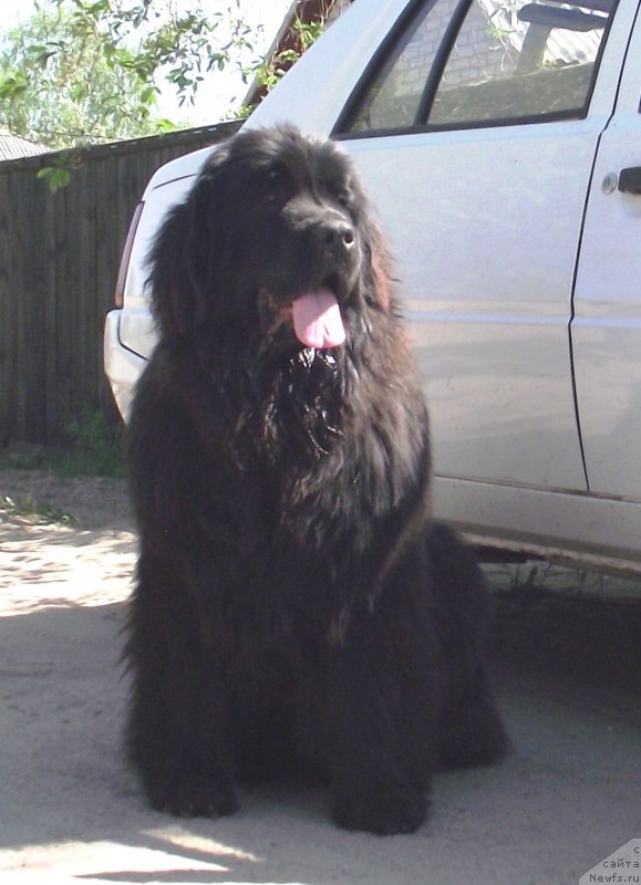 Фото: ньюфаундленд Создана Для Меня Кара Дениз (Sozdana Dlya Menya Kara Deniz)