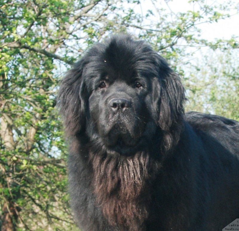 Фото: ньюфаундленд Соткана из Цветов Кара Дениз (Sotkana iz Tsvetov Kara Deniz)