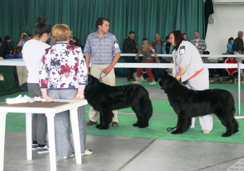 Фото: ньюфаундленд Dikovinka Tasha Bolshoj Malysh, ньюфаундленд Соткана из Цветов Кара Дениз (Sotkana iz Tsvetov Kara Deniz)