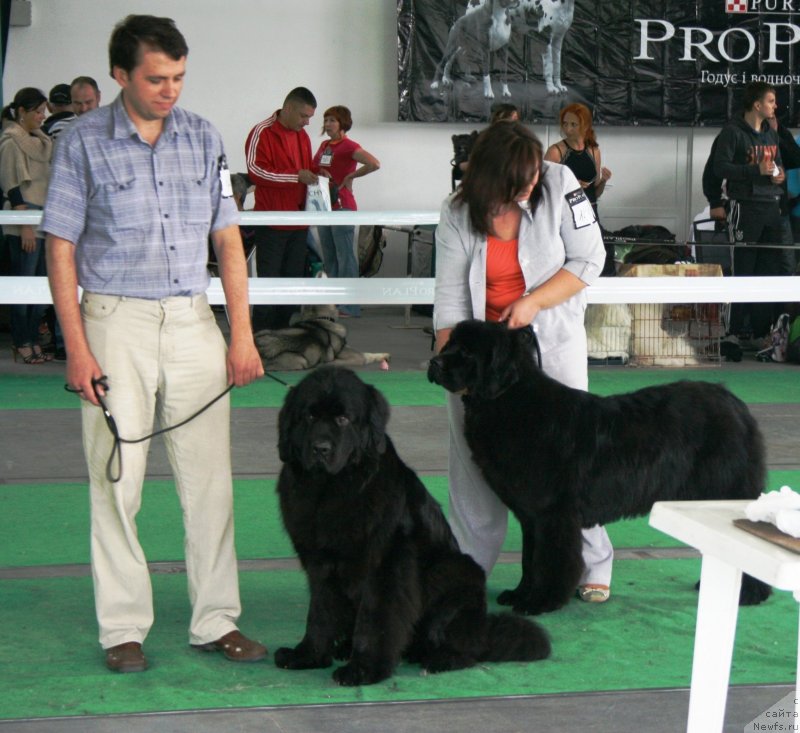 Фото: ньюфаундленд Dikovinka Tasha Bolshoj Malysh, ньюфаундленд Соткана из Цветов Кара Дениз (Sotkana iz Tsvetov Kara Deniz)