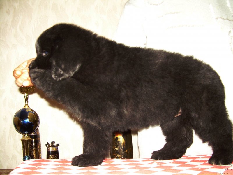 Фото: ньюфаундленд Velyke Malyatko Vidvazhna Charivna Tatoshka