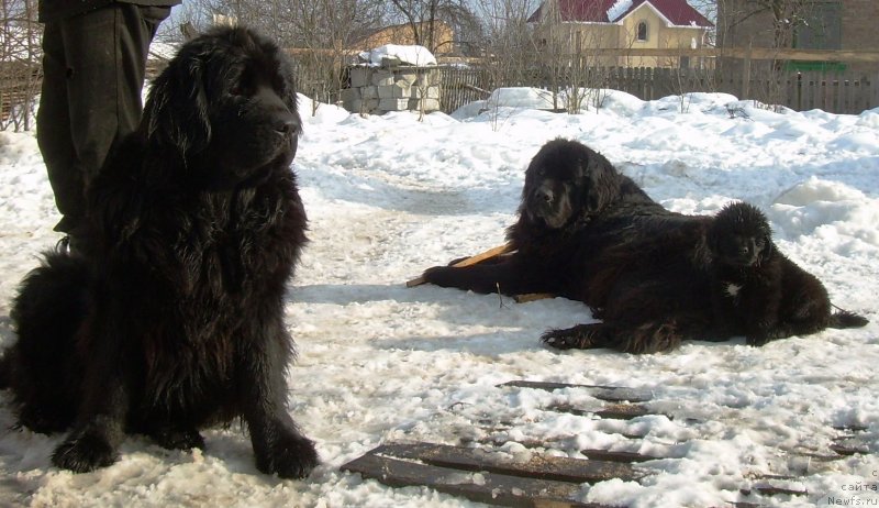 Фото: ньюфаундленд Чаривна Черепашка Большой Малыш (Charivna Cherepashka Bolshoj Malysh), ньюфаундленд Марьяна Большой Малыш (Maryana Bolshoj Malysh), ньюфаундленд Velyke Malyatko Vidvazhna Charivna Tatoshka