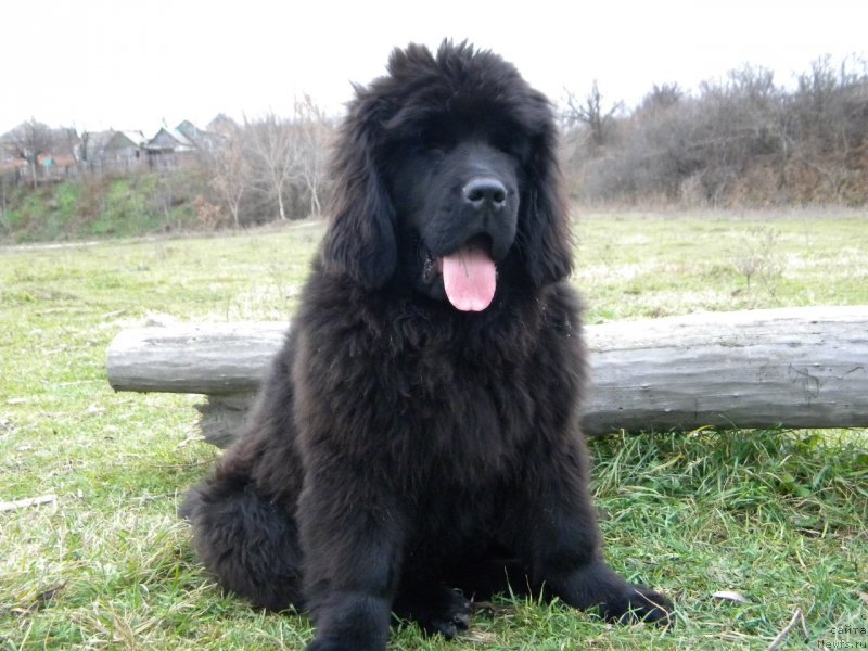 Фото: ньюфаундленд Velyke Malyatko Askaniya Nova