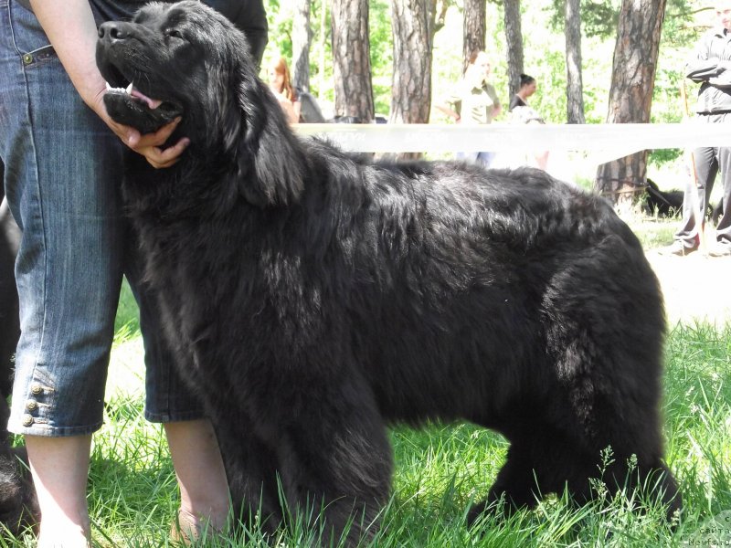 Фото: ньюфаундленд Tsukatochka Alisha Bolshoj Malysh