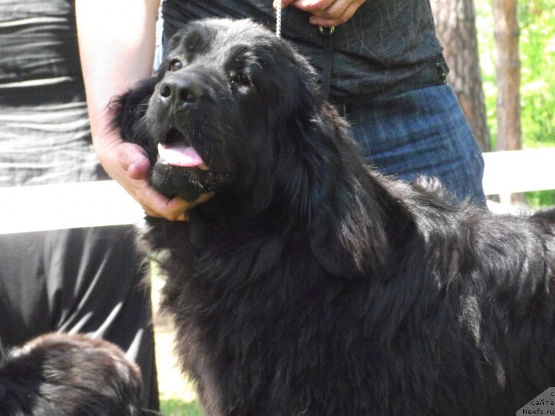 Фото: ньюфаундленд Tsukatochka Alisha Bolshoj Malysh