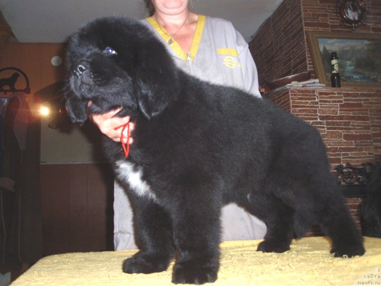 Фото: ньюфаундленд Аллегро Ассаи Луна