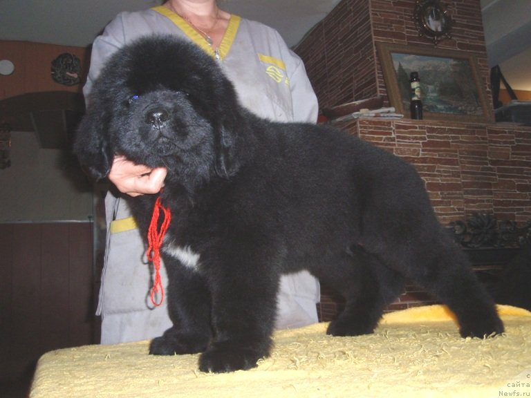 Фото: ньюфаундленд Аллегро Ассаи Луна