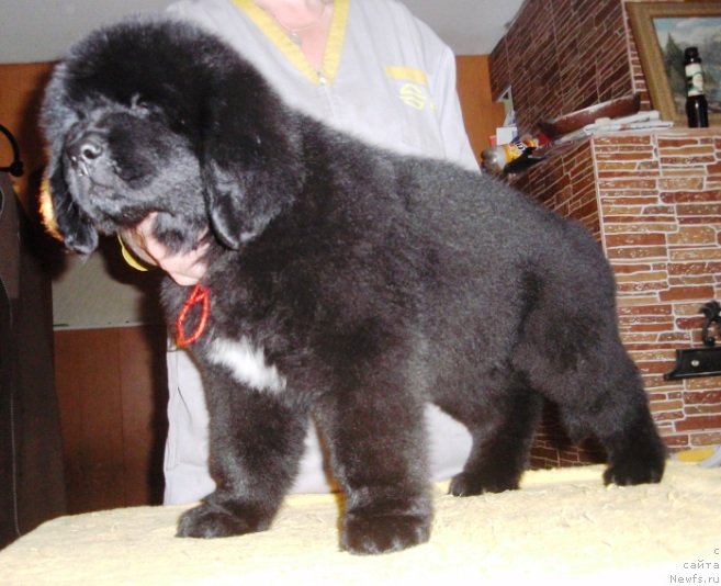 Фото: ньюфаундленд Аллегро Ассаи Луна