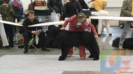 Фото: ньюфаундленд Айвенго Вива Дженис (Ayvengo Viva Jeniz)