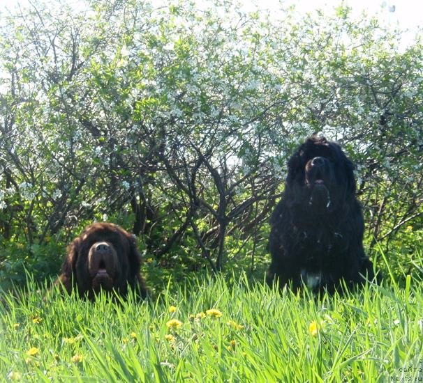 Фото: ньюфаундленд Супер Премиум Брабус, ньюфаундленд King of Helluland I'm Precious