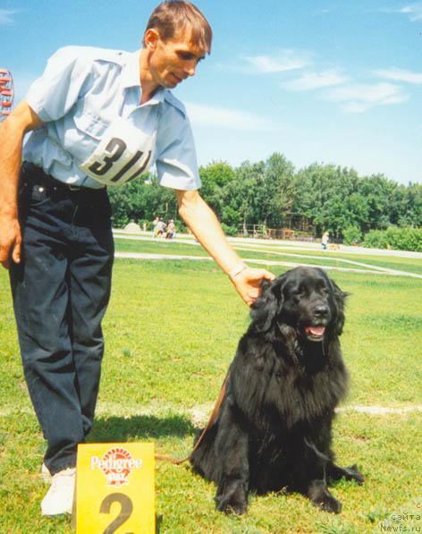 Фото: ньюфаундленд Блэк Фаворит Рута Гел