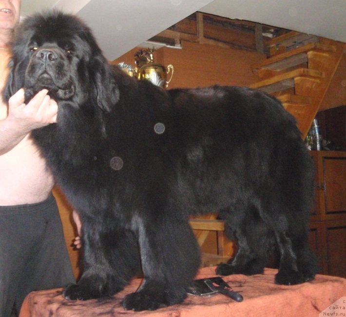 Фото: ньюфаундленд Ньюфорт Тайм'с Голд Алекса