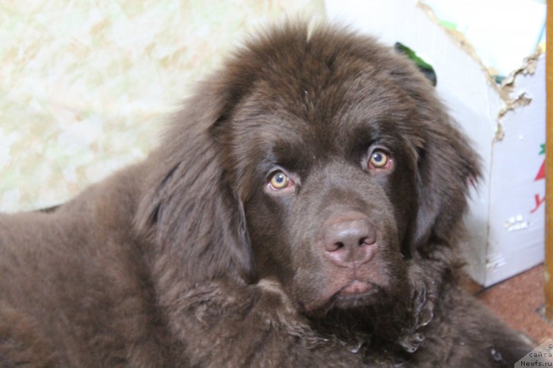 Фото: Мария Черванева, ньюфаундленд Чара Хани Лес (Chara Hani Les)