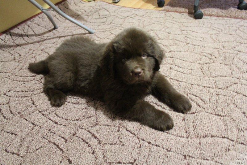 Фото: ньюфаундленд Чара Хани Лес (Chara Hani Les)