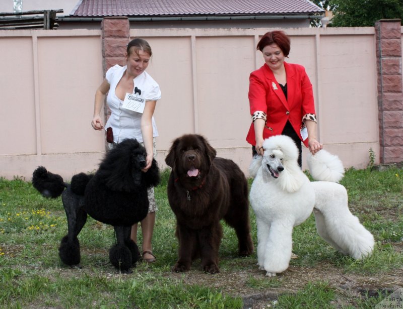 Фото: Пончик, ньюфаундленд Черный Шарм Ангельская Красота (Chernyi Sharm Angel'skaya Krasota), Рондо