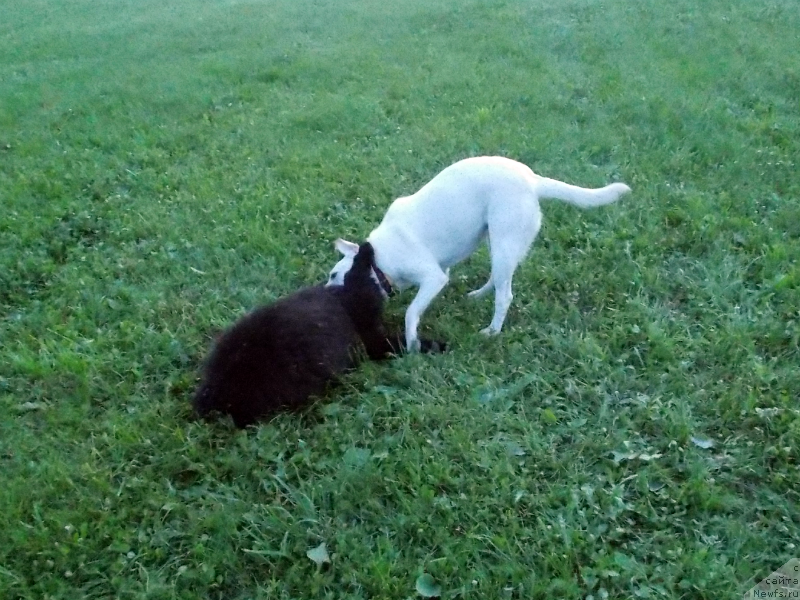 Фотография № 127145