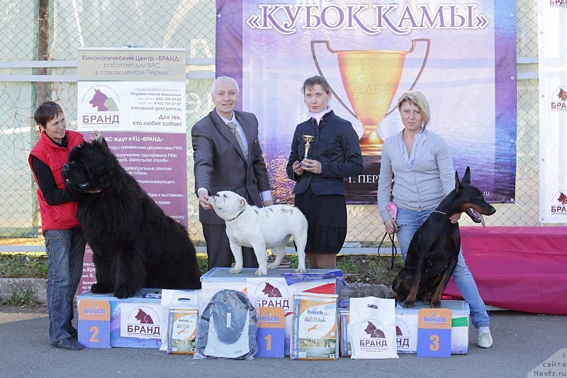 Фото: ньюфаундленд Ньюфорт Фидель (Njufort Fidel)