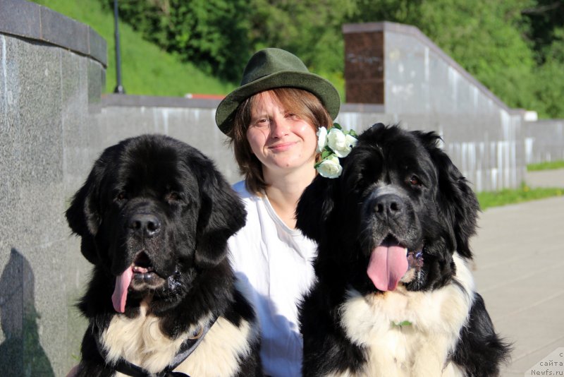 Фото: Алла Тузкова, ньюфаундленд Питерньюф Желанная Моя, ньюфаундленд Старбимовлав Гардемарин