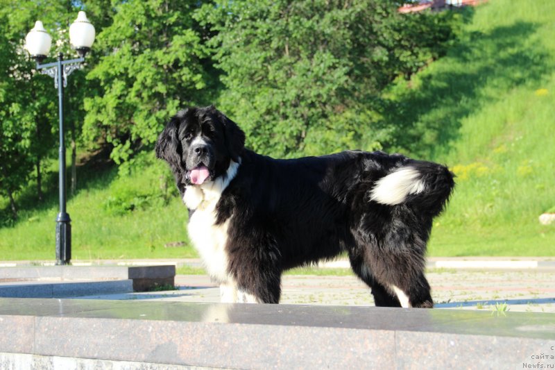 Фото: ньюфаундленд Питерньюф Желанная Моя