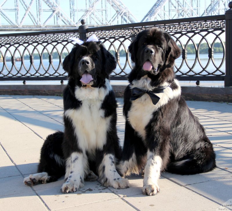 Фото: ньюфаундленд Старбимовлав Гардемарин, ньюфаундленд Питерньюф Желанная Моя