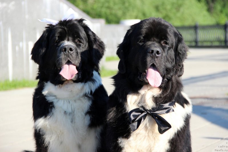 Фото: ньюфаундленд Старбимовлав Гардемарин, ньюфаундленд Питерньюф Желанная Моя