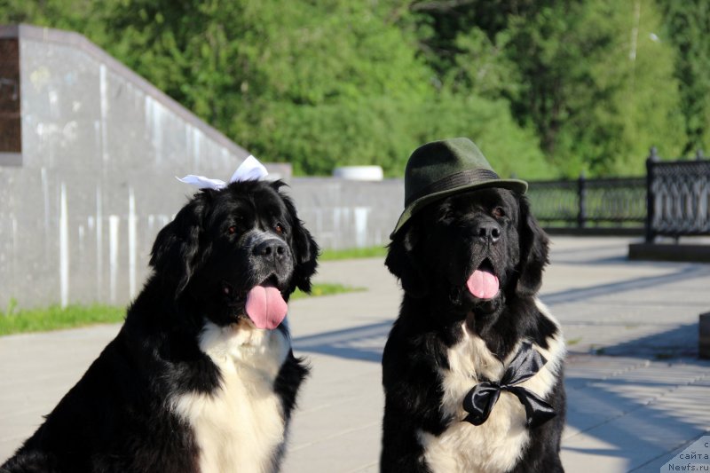 Фото: ньюфаундленд Старбимовлав Гардемарин, ньюфаундленд Питерньюф Желанная Моя