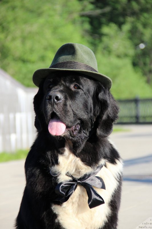 Фото: ньюфаундленд Старбимовлав Гардемарин