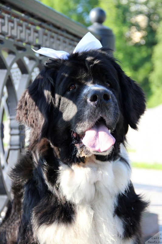 Фото: ньюфаундленд Питерньюф Желанная Моя