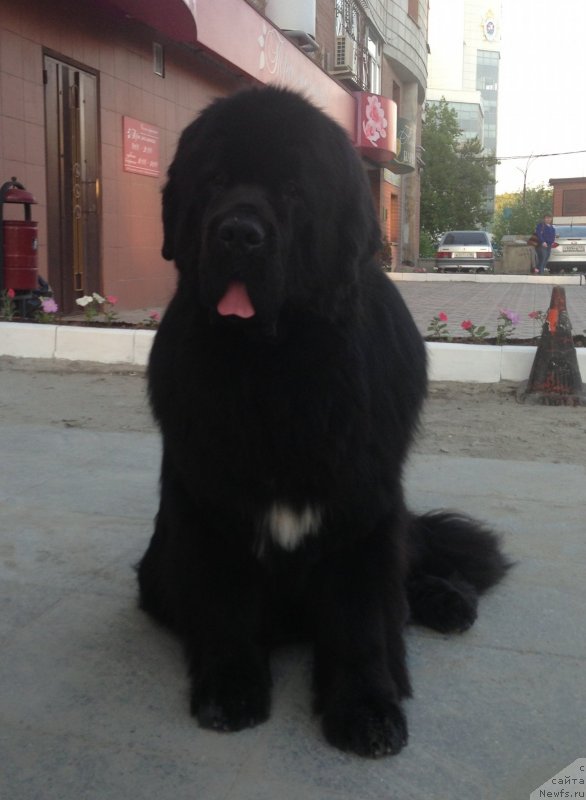 Фото: ньюфаундленд Акватория Келвин Ту Лав Лайф