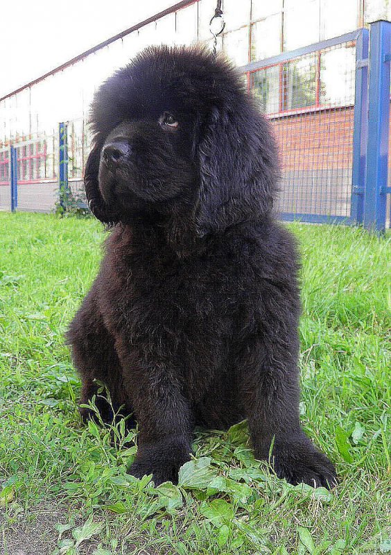 Фото: ньюфаундленд Инайтер Де Дюк