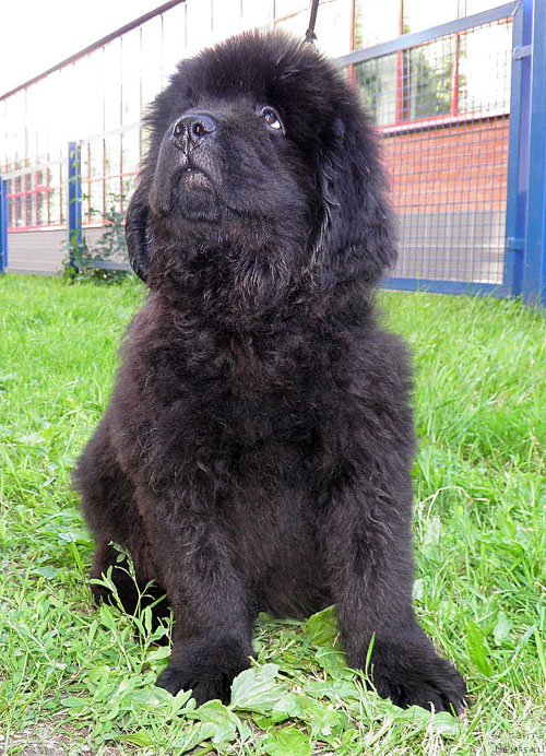 Фото: ньюфаундленд Инайтер Де Дюк