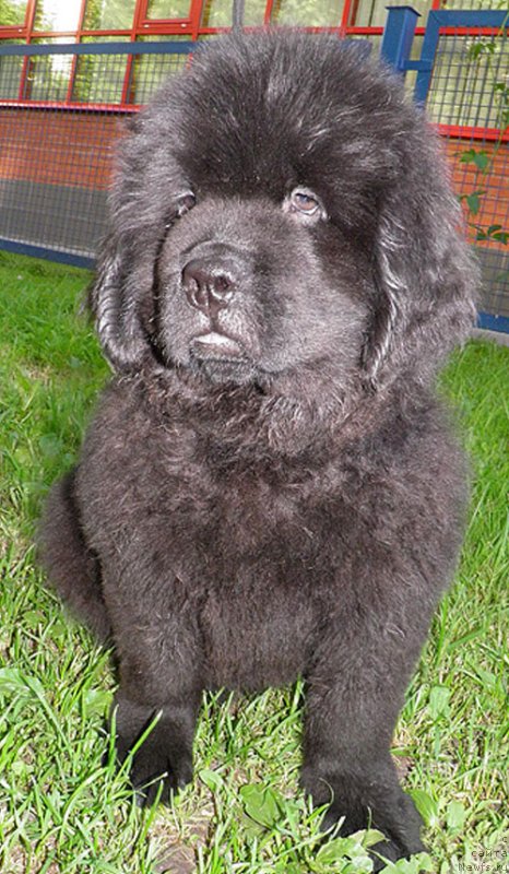 Фото: ньюфаундленд Инайтер Де Дюк