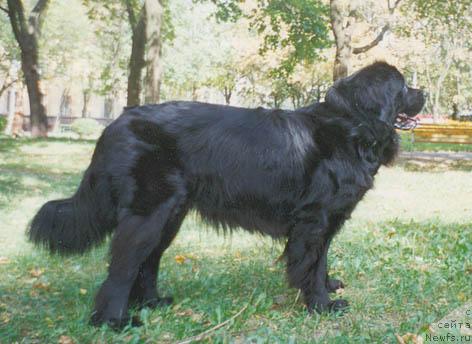 Фото: ньюфаундленд Беттина Вельтбах