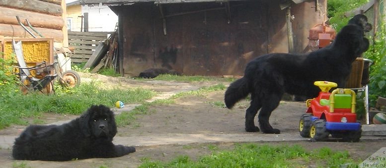 Фото: ньюфаундленд Bjornebandens Nancy Wilson, ньюфаундленд Дар Свезы Белив Ми (Dar Svezy Believe Me), Дар Свезы Со ит Шелл Би