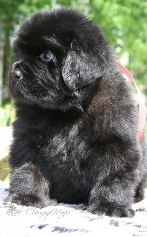 Фотография № 127272