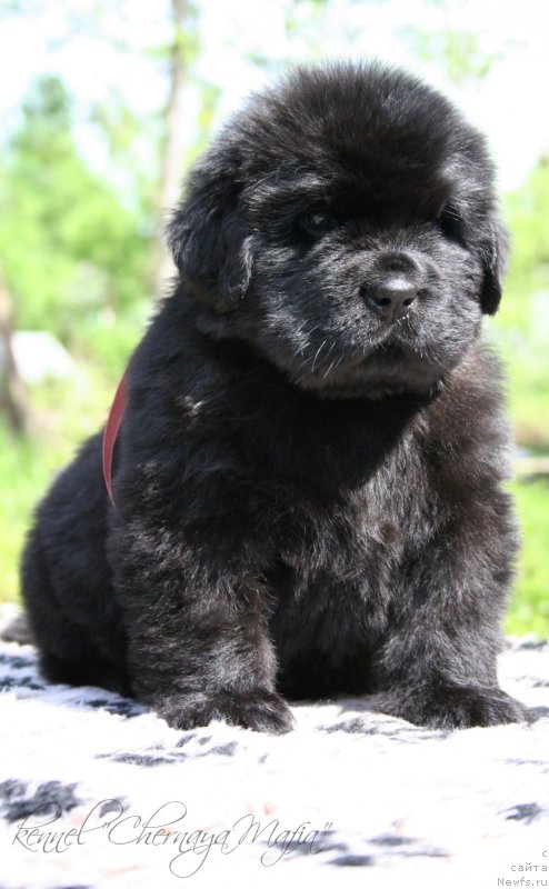 Фотография № 127273