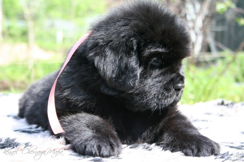 Фотография № 127274