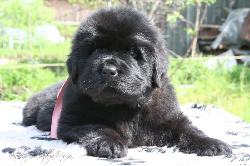 Фотография № 127275