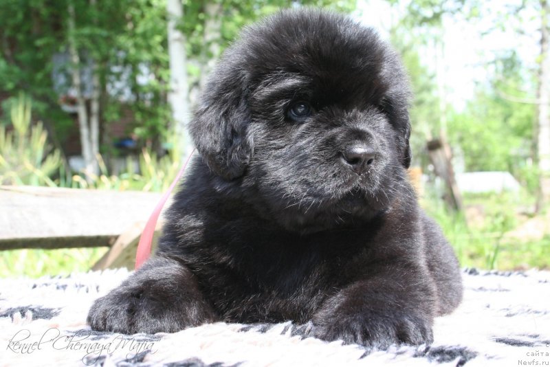 Фотография № 127276