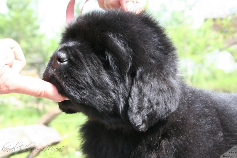 Фотография № 127279