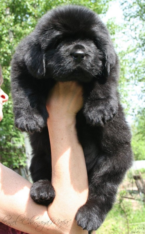 Фотография № 127280