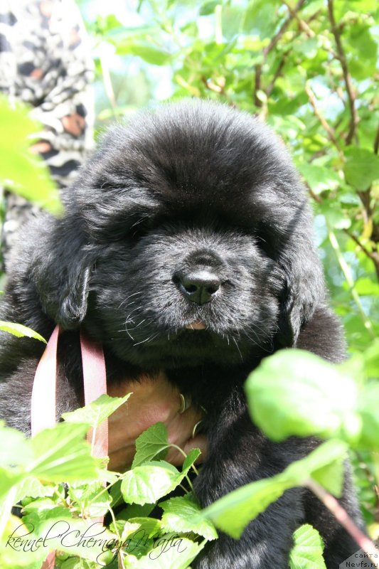 Фотография № 127296