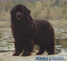 Фото: ньюфаундленд Jehaj Ludvig