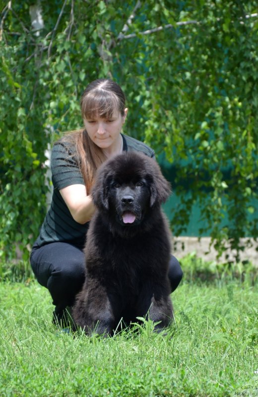 Фото: ньюфаундленд Амбер Чарм Ин Такт