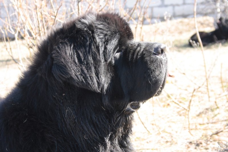 Фото: ньюфаундленд Бегущая по Волнам Зеро Коол
