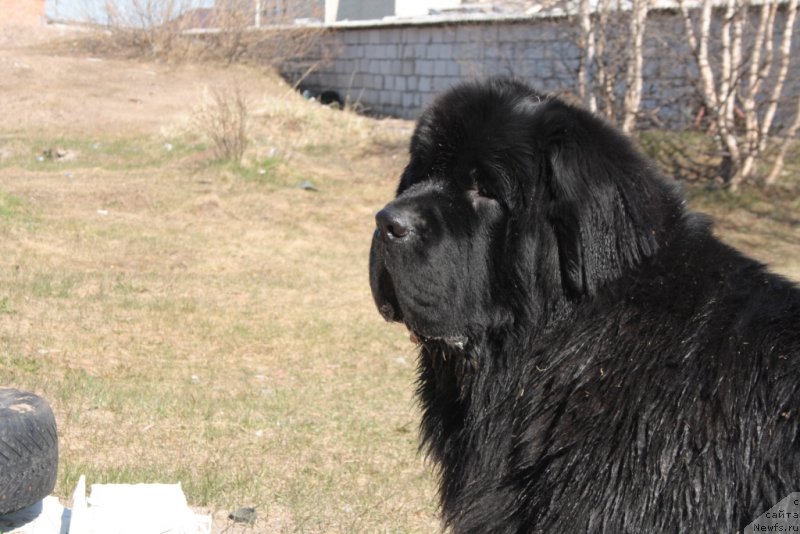 Фото: ньюфаундленд Бегущая по Волнам Зеро Коол